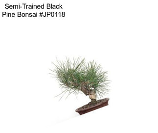 Semi-Trained Black Pine Bonsai #JP0118