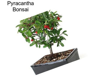 Pyracantha Bonsai