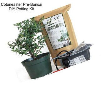 Cotoneaster Pre-Bonsai DIY Potting Kit