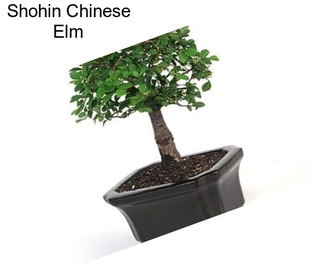 Shohin Chinese Elm
