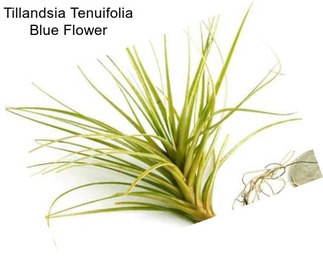 Tillandsia Tenuifolia Blue Flower