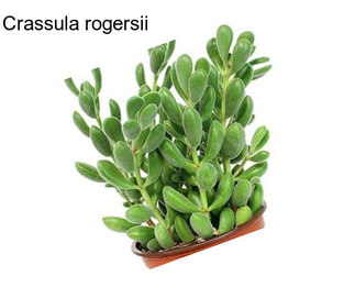 Crassula rogersii