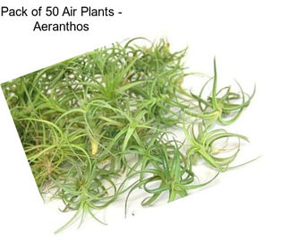Pack of 50 Air Plants - Aeranthos