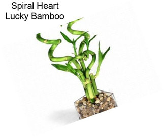 Spiral Heart Lucky Bamboo