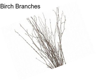 Birch Branches