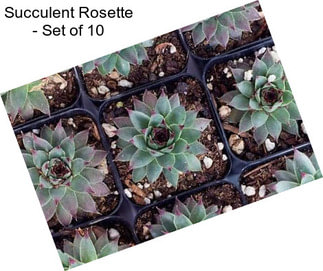 Succulent Rosette - Set of 10
