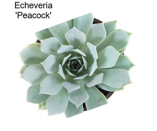 Echeveria \'Peacock\'