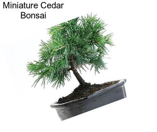 Miniature Cedar Bonsai