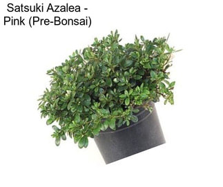 Satsuki Azalea - Pink (Pre-Bonsai)