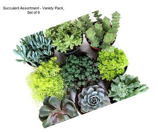 Succulent Assortment - Variety Pack, Set of 9