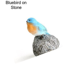 Bluebird on Stone