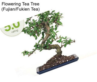 Flowering Tea Tree (Fujian/Fukien Tea)