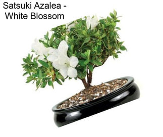 Satsuki Azalea - White Blossom