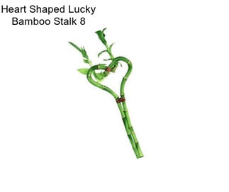 Heart Shaped Lucky Bamboo Stalk 8\