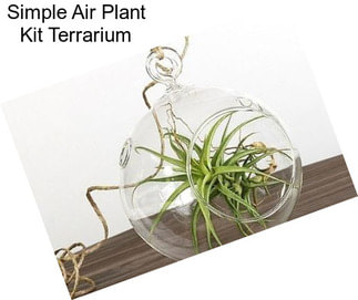 Simple Air Plant Kit Terrarium