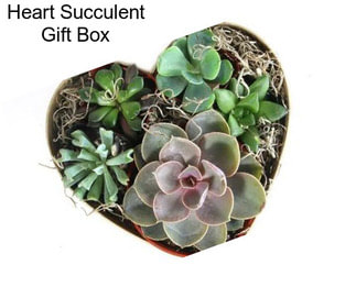 Heart Succulent Gift Box