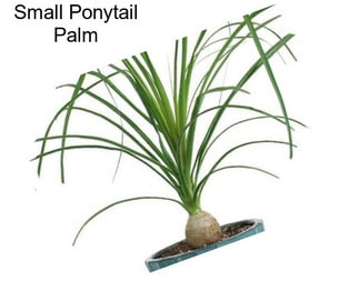 Small Ponytail Palm