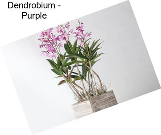 Dendrobium - Purple