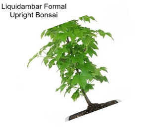 Liquidambar Formal Upright Bonsai