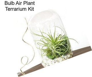 Bulb Air Plant Terrarium Kit