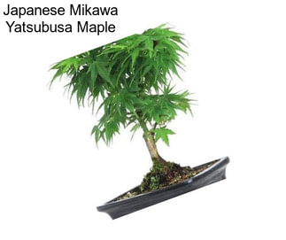 Japanese Mikawa Yatsubusa Maple