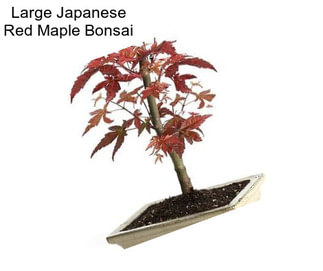 Large Japanese Red Maple Bonsai