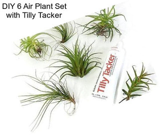 DIY 6 Air Plant Set with Tilly Tacker