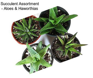 Succulent Assortment - Aloes & Haworthias
