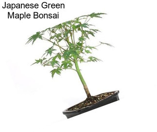 Japanese Green Maple Bonsai