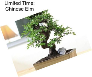 Limited Time: Chinese Elm
