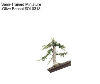 Semi-Trained Miniature Olive Bonsai #OL0318