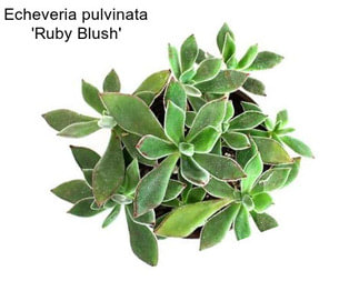 Echeveria pulvinata \'Ruby Blush\'