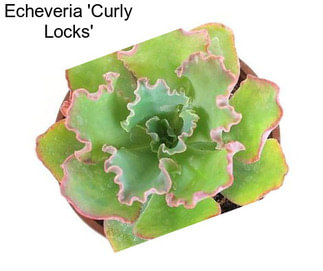 Echeveria \'Curly Locks\'