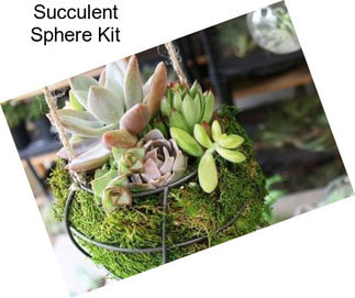 Succulent Sphere Kit