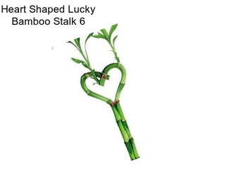Heart Shaped Lucky Bamboo Stalk 6\