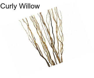 Curly Willow