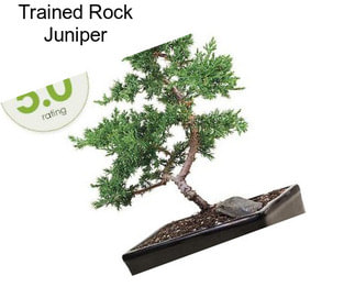 Trained Rock Juniper