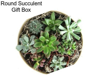 Round Succulent Gift Box