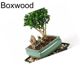 Boxwood