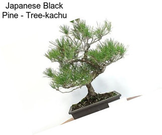 Japanese Black Pine - \