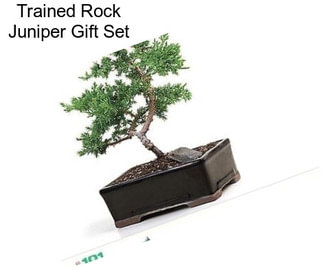 Trained Rock Juniper Gift Set