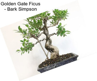 Golden Gate Ficus - \