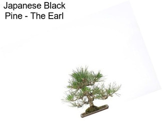 Japanese Black Pine - The Earl