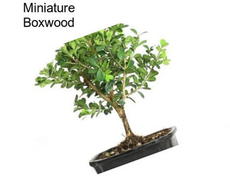 Miniature Boxwood