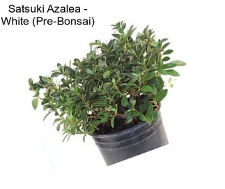 Satsuki Azalea - White (Pre-Bonsai)