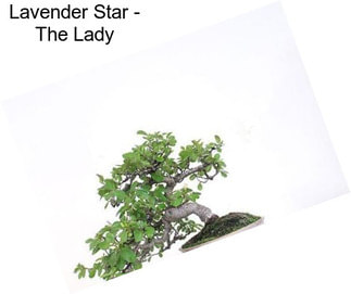 Lavender Star - The Lady
