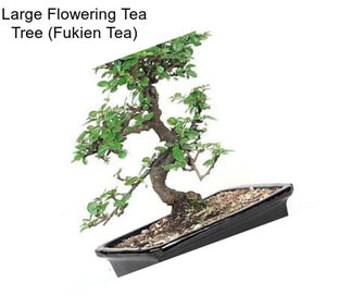 Large Flowering Tea Tree (Fukien Tea)