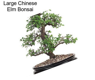 Large Chinese Elm Bonsai
