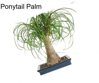 Ponytail Palm