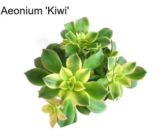 Aeonium \'Kiwi\'